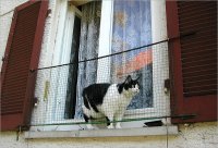 68_green-catii.jpg